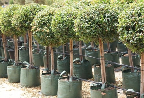 أكياس زراعية كبيرة للأشجار 125 لتر