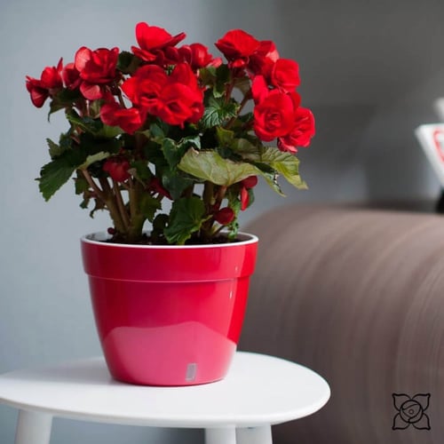 حوض Asti ري ذاتي