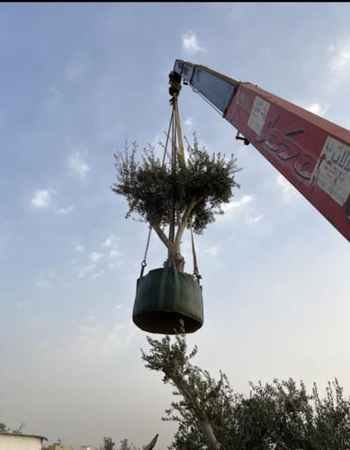 أكياس زراعية للأشجار 600لتر