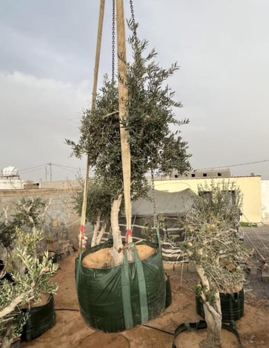 أكياس زراعية كبيرة للأشجار 1000 لتر