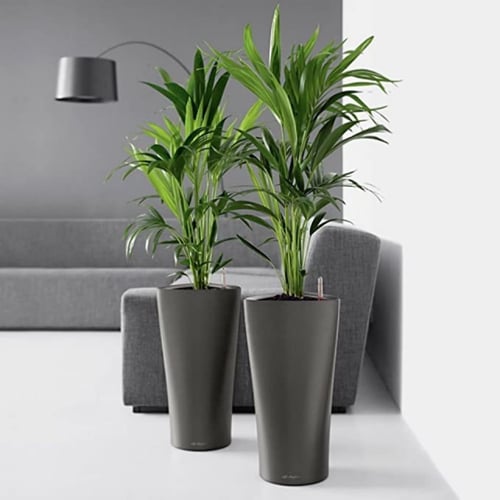 حوض نبات الماني ذاتي الري Lechuza Delta premium