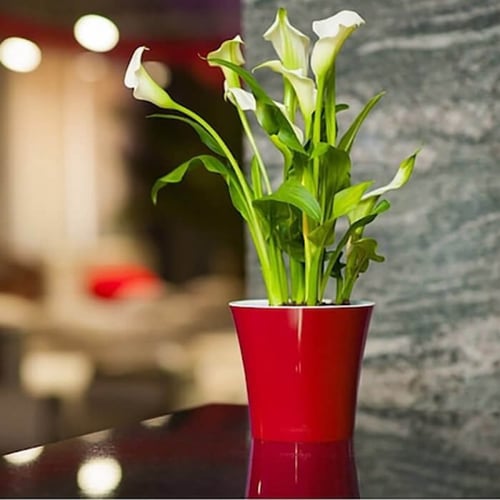 حوض Arte ري ذاتي