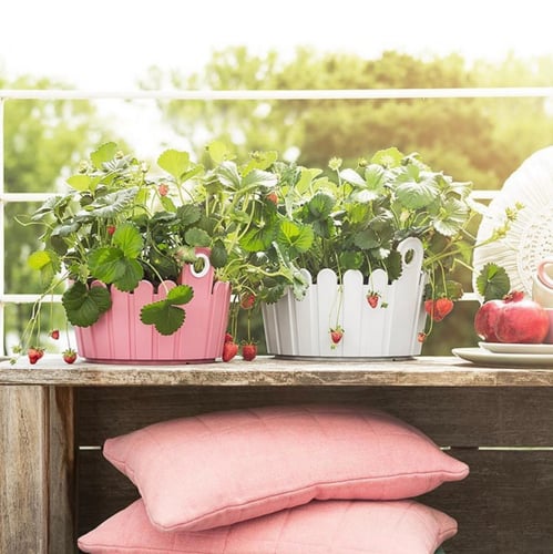 حوض زهور ونباتات دائري من EMSA