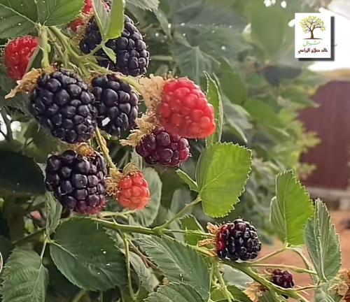 شتلات توت بلاك بيري - توت العليق الاسود