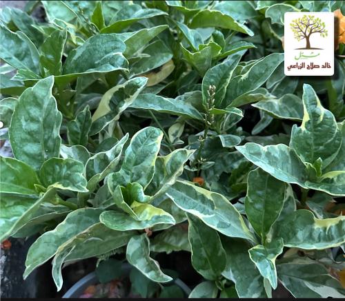 Green Boastasia - Iranthymum