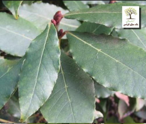 شتلات شجرة الغار - الرند