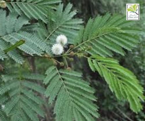 Laurus tree seedlings