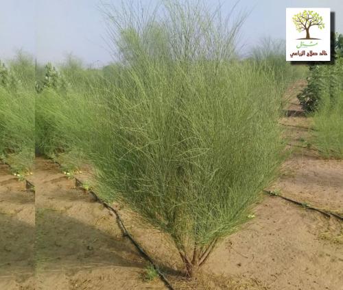 Arabian basil seedlings - Al Yusr - Arab Moringa