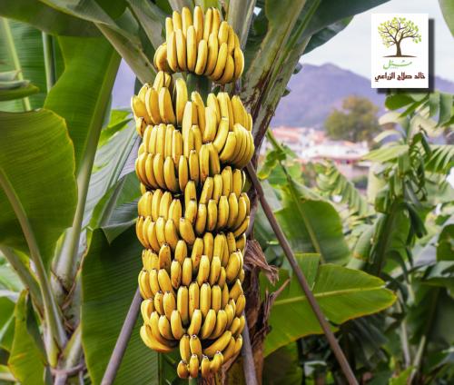 شتلات موز جيزان