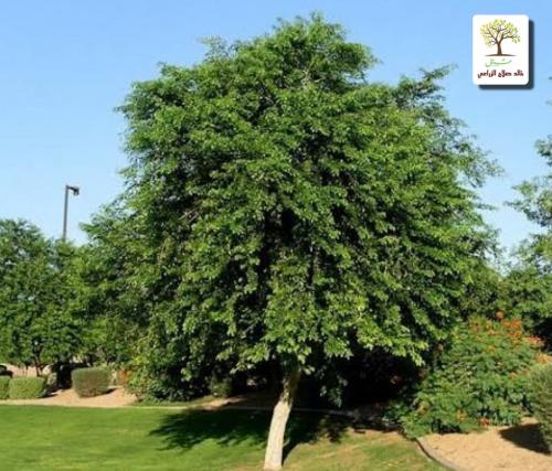 Seedlings of the Sersou tree - Al-Sisam