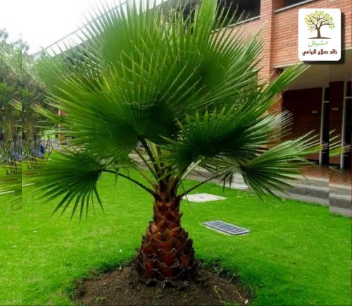 Date palm seedlings and Washingtonia