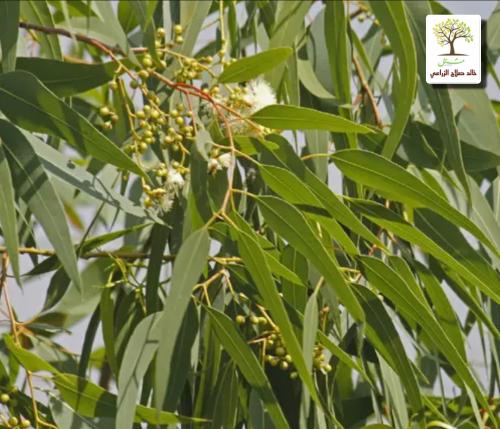 Kina Camphor seedlings