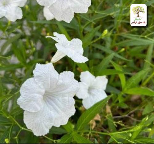 Roylea plant, Botany, desert, white