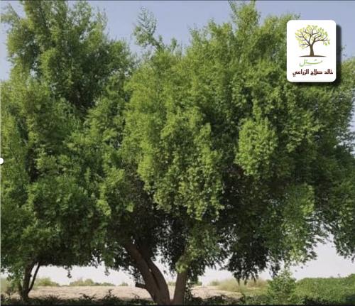 Authentic local Sidr (Al-Abhari)