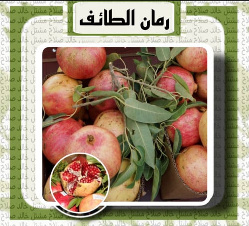 شتلات رمان الطائف