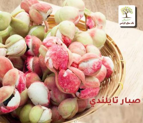 شتلات لوز تايلندي مطعم ( الكعك التايلندي )