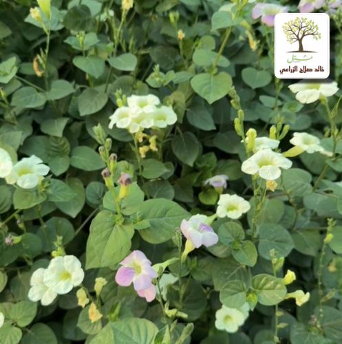 Green Esastia plant with purple Chinese leaves