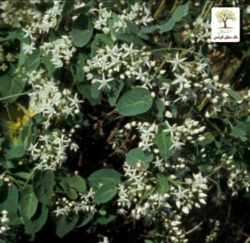 Climbing seedlings of the spiked blackberry - Al-Madeed (Cynanchum acutum)
