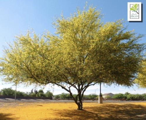 بذور شجرة السرسيديوم - بركنسونيا فلوريدا