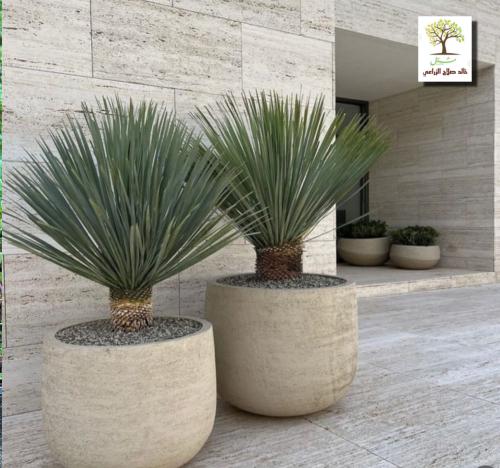 Yucca cactus seedlings pineapple