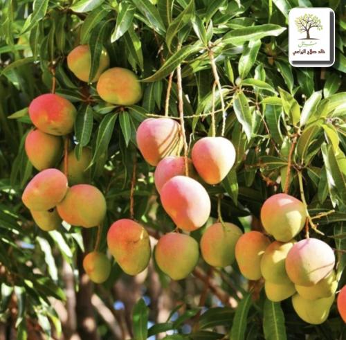 شتلات مانجو جيزاني - قلب الثور