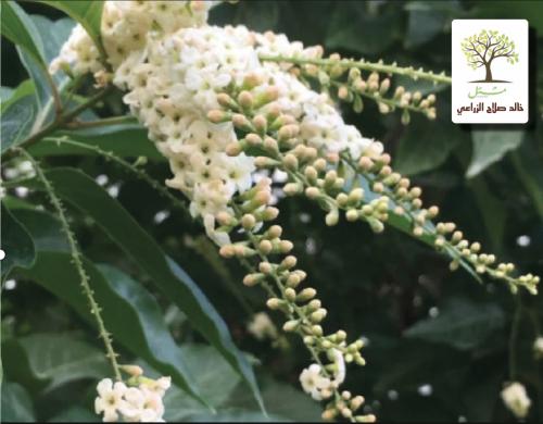 شتلات ياسمين فرنسي