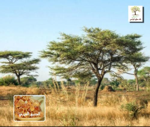 Seedlings of the Acacia tree - Arabic gum