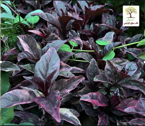 Postacia Red - Iranthymum