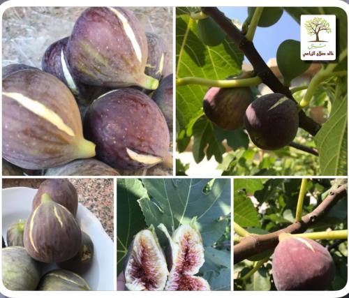 Shibly Lebanese fig