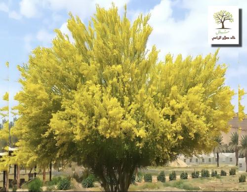 Saplings of the Sersidium tree - Parkinsonia flori...