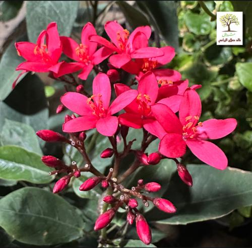 Gatrofa red Thai (its leaves are red from the bottom)