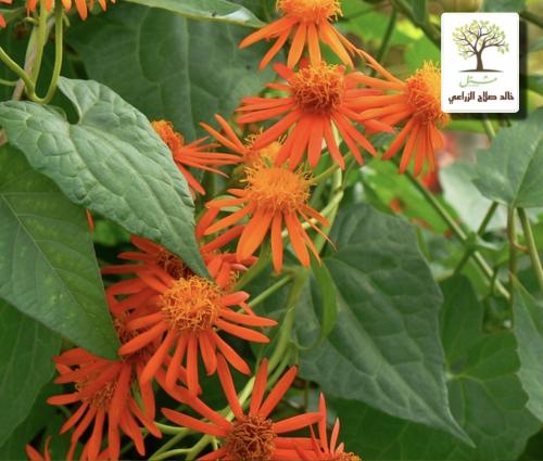 Mexican flame climber