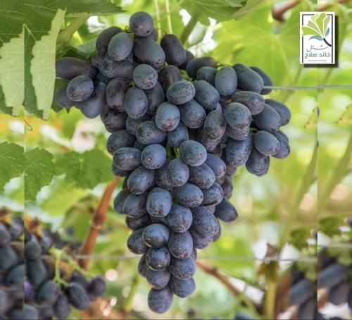 شتلات عنب ميدنايت بيوتي