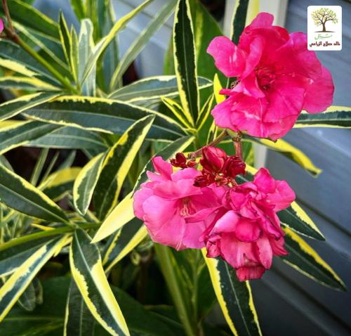 شتلات دفله مبرقشة الاوراق