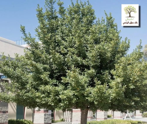 شتلات شجرة الغار - الرند