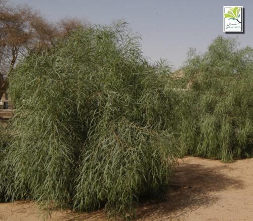 Salted Acacia seedlings - the salty acacia