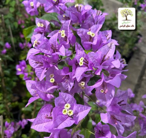 Hellish seedlings, Alexander Glabra, light purple