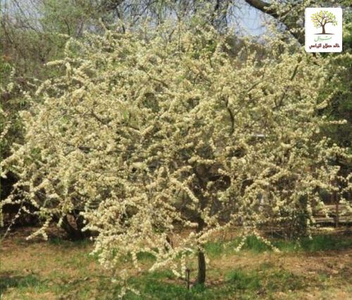 Seedlings of the Acacia tree - Al-Dhaba