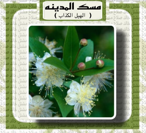 شتلات مسك المدينة او الآس ( 1 + 1 )