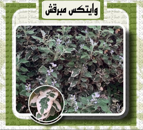 شتلات وايتكس مبرقش ( 1 + 1 )