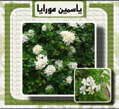 شتلات ياسمين مورايا