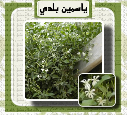 شتلات ياسمين بلدي ( اسكندراني)