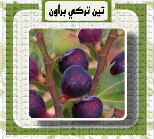تين تركي براون