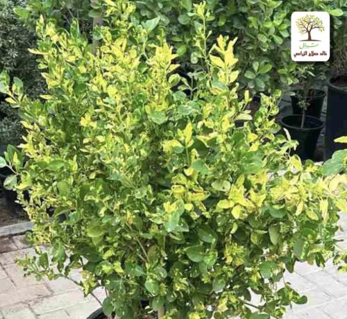 Jasmine seedlings with Zafar pattern on the leaves