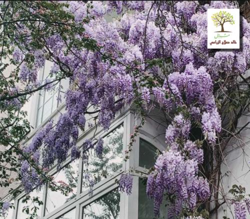 Wisteria seedlings Floribunda "Naga Noda"