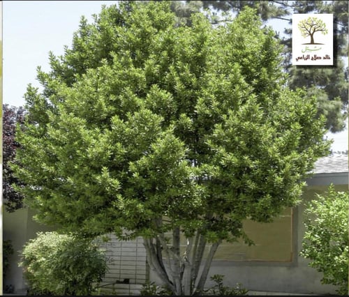 شتلات شجرة الغار - الرند