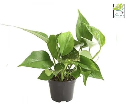 Pothos plant seedlings
