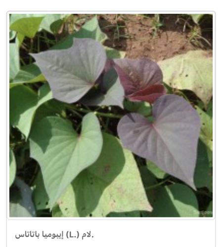 شتلات متسلقة بلاك هارت - اللبلاب الاسود