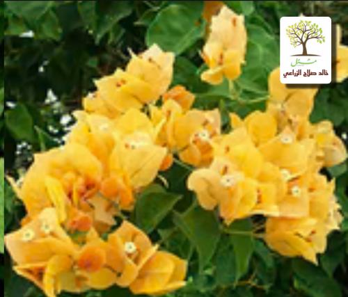 Hellish yellow seedlings