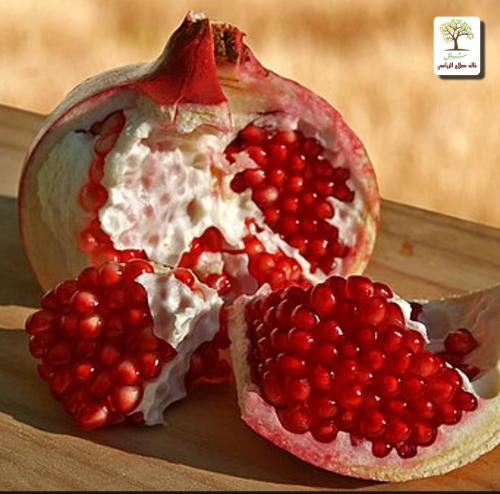 Pomegranate seedlings inside Al Muammar